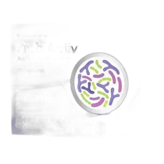 Activlab ProbiActiv SYNBIOTYK PROBIOTYK PREBIOTYK 20 kaps JELITA MIKROFLORA